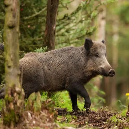 Bohemia Retreat * Neveklov