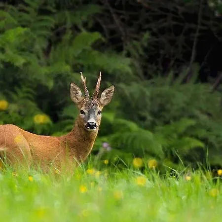 Bohemia Retreat Neveklov