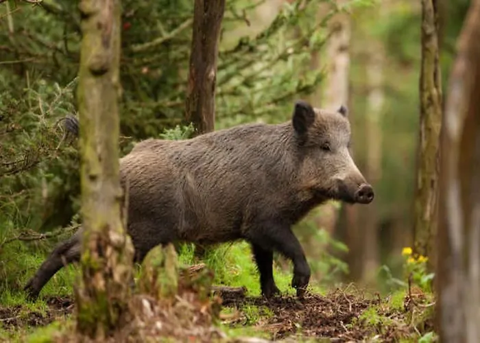 Bohemia Retreat * Neveklov