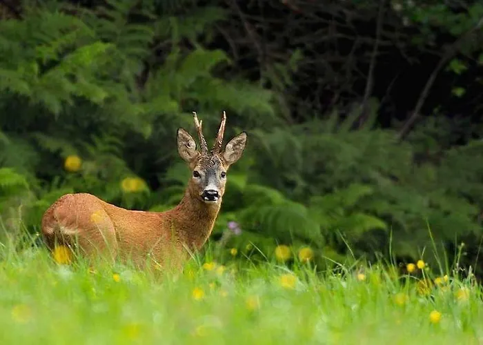Bohemia Retreat Neveklov
